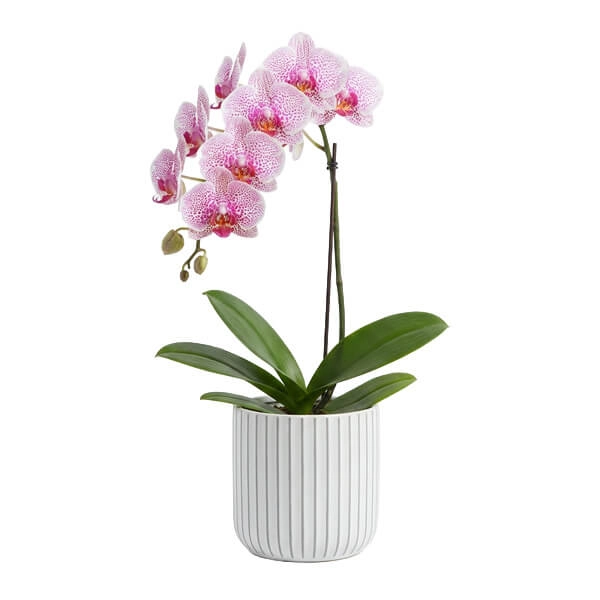 2. Orchid (Phalaenopsis)